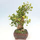 Outdoor bonsai - Ginkgo biloba - Ginkgo biloba - 3/5