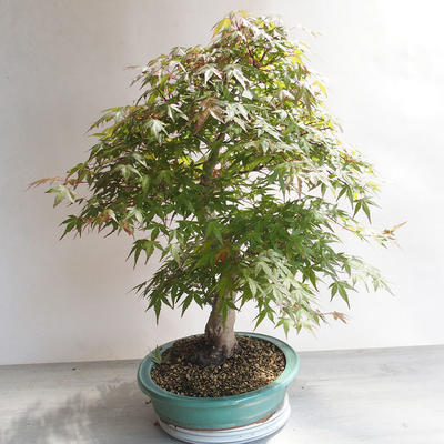 Acer palmatum - Palm Maple - 3