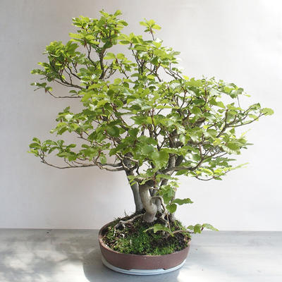 Outdoor bonsai - Fagus sylvatica - European beech - 3