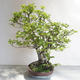 Outdoor bonsai - Fagus sylvatica - European beech - 3/5