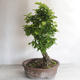 Outdoor bonsai - Hornbeam - Carpinus betulus - 3/5