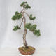Outdoor bonsai - Pinus Sylvestris - Scots pine - 3/5
