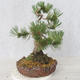 Outdoor bonsai - Pinus Mugo - Kneeling Pine - 3/5