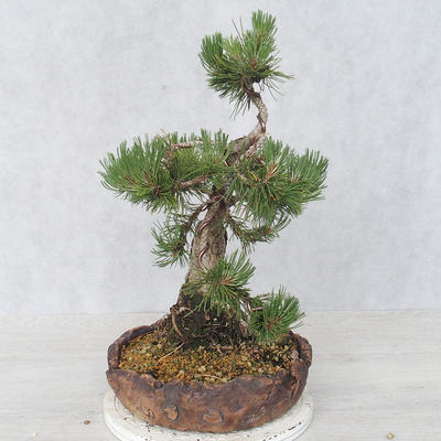 Outdoor bonsai - Pinus Mugo - Kneeling Pine - 3