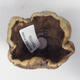 Ceramic shell 8 x 6.5 x 5 cm, color brown - 3/3