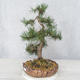 Outdoor bonsai - Pinus Mugo - Kneeling Pine - 3/4