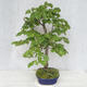 Outdoor bonsai - Linden - Tilia cordata - 3/5