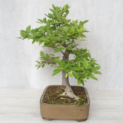 Outdoor bonsai-Ulmus Glabra-Solid clay - 3
