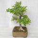 Outdoor bonsai-Ulmus Glabra-Solid clay - 3/4