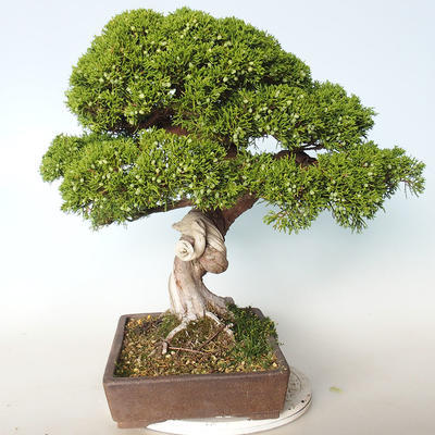 Outdoor bonsai - Juniperus chinensis Itoigava-Chinese juniper - 3