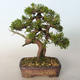 Outdoor bonsai - Juniperus chinensis Itoigava-Chinese juniper - 3/4