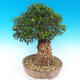 Indoor bonsai - Olea europaea sylvestris -Oliva european tiny - 3/7