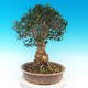 Indoor bonsai - Olea europaea sylvestris -Oliva european tiny - 3/6