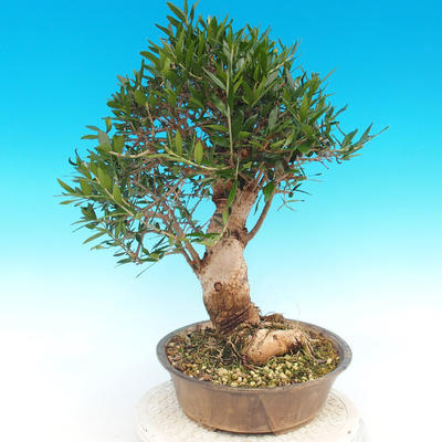 Indoor bonsai - Olea europaea sylvestris -Oliva european tiny - 3