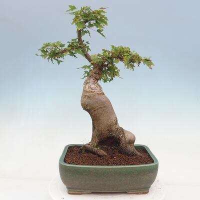 Outdoor bonsai - Maple Buergerianum - Burger Maple - 3