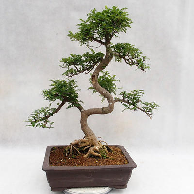 Indoor bonsai - Zantoxylum piperitum - Pepper tree PB2191202 - 3
