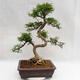 Indoor bonsai - Zantoxylum piperitum - Pepper tree PB2191202 - 3/5