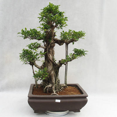 Indoor bonsai - Ficus kimmen - small leaf ficus PB2191216 - 3