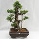 Indoor bonsai - Ficus kimmen - small leaf ficus PB2191216 - 3/6