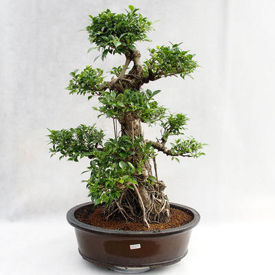 Indoor bonsai - Ficus kimmen - small leaf ficus PB2191217 - 3