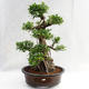 Indoor bonsai - Ficus kimmen - small leaf ficus PB2191217 - 3/6