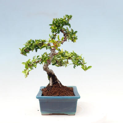Outdoor bonsai-Pyracanta Teton -Hawthorn - 3