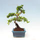 Outdoor bonsai-Pyracanta Teton -Hawthorn - 3/5