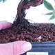 Outdoor bonsai - Potentilla fruticosa - 3/3