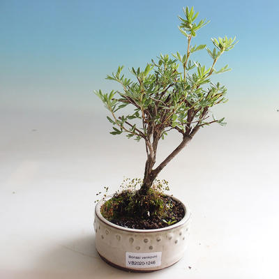 Outdoor bonsai-Cinquefoil - Dasiphora fruticosa yellow - 3