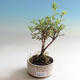 Outdoor bonsai-Cinquefoil - Dasiphora fruticosa yellow - 3/3