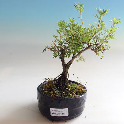Outdoor bonsai-Cinquefoil - Dasiphora fruticosa yellow - 3