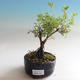 Outdoor bonsai-Cinquefoil - Dasiphora fruticosa yellow - 3/3