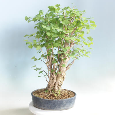 Outdoor bonsai - Ginkgo biloba - 3