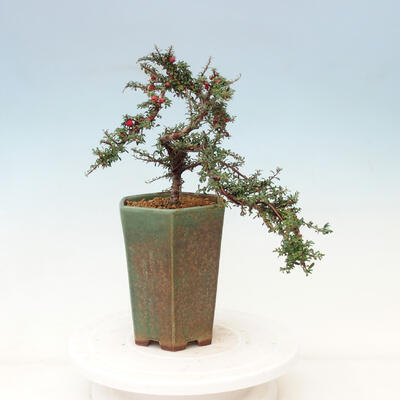 Outdoor bonsai-Cotoneaster microcarpa var.thymifolius-Skalník - 3