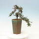 Outdoor bonsai-Cotoneaster microcarpa var.thymifolius-Skalník - 3/5
