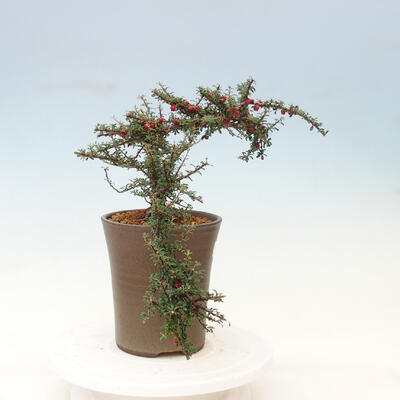 Outdoor bonsai-Cotoneaster microcarpa var.thymifolius-Skalník - 3