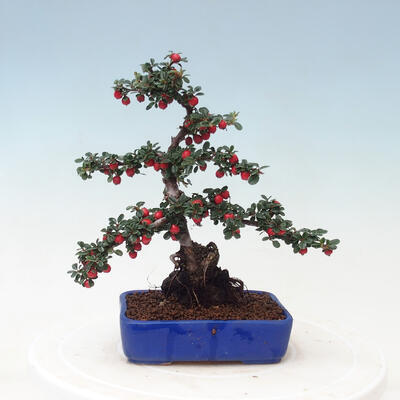 Outdoor bonsai - Cotoneaster horizontalis - Rock tree - 3