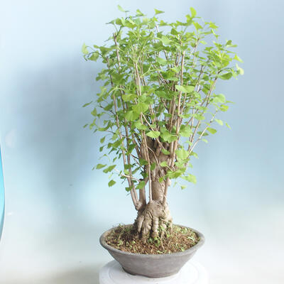 Outdoor bonsai - Ginkgo biloba - 3