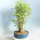 Outdoor bonsai - Ginkgo biloba - 3/5