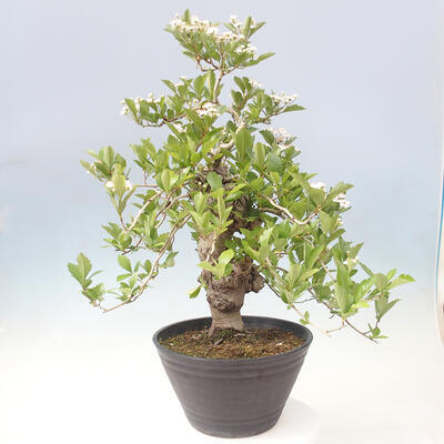 Outdoor bonsai - Hawthorn - Crataegus cuneata - 3