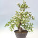 Outdoor bonsai - Hawthorn - Crataegus cuneata - 3/6