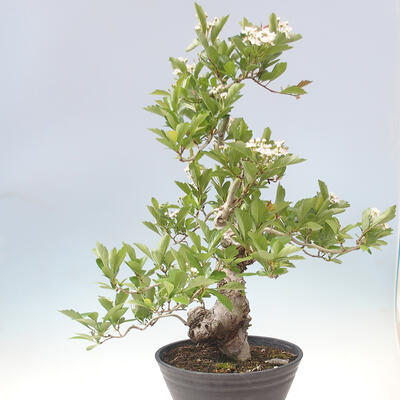 Outdoor bonsai - Hawthorn - Crataegus cuneata - 3