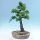 Outdoor bonsai -Larix decidua - Larch - 3/6