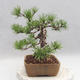Outdoor bonsai - Pinus sylvestris - Scots pine - 3/4