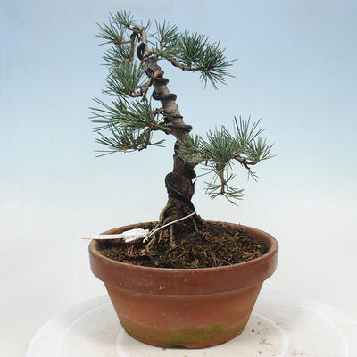 Outdoor bonsai - Pinus parviflora - Small pine tree - 3