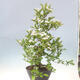 Outdoor bonsai - Hawthorn - Crataegus cuneata - 3/6