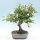 Outdoor bonsai - Malus halliana - Small-fruited apple tree - 3/5