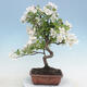 Outdoor bonsai - Malus halliana - Small-fruited apple tree - 3/4