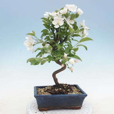 Outdoor bonsai - Malus halliana - Small-fruited apple tree - 3