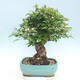 Outdoor bonsai - Malus halliana - Small-fruited apple tree - 3/4